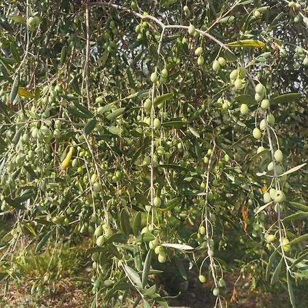 住宿加早餐酒店 Al N.9 Pontedassio