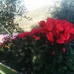 Bed & Breakfast Al N.9 Pontedassio