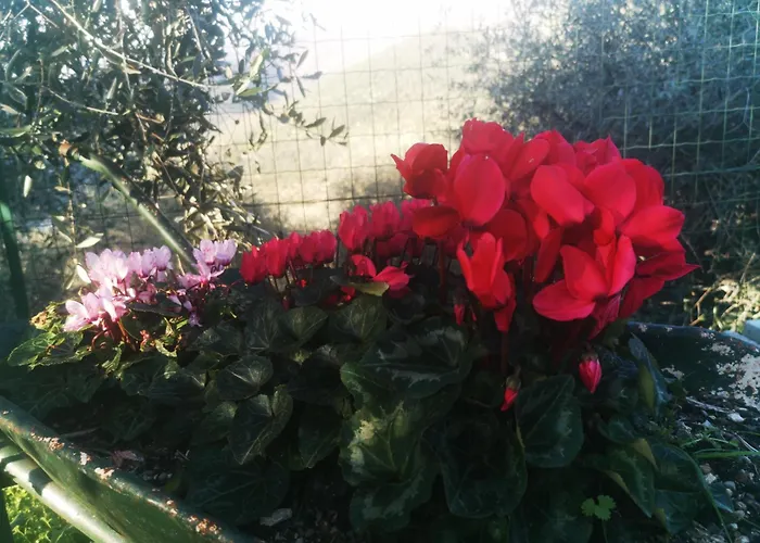 Bed & Breakfast Al N.9 Pontedassio